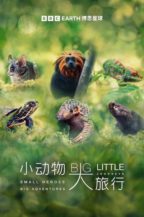 大大小小的旅行 (2023)