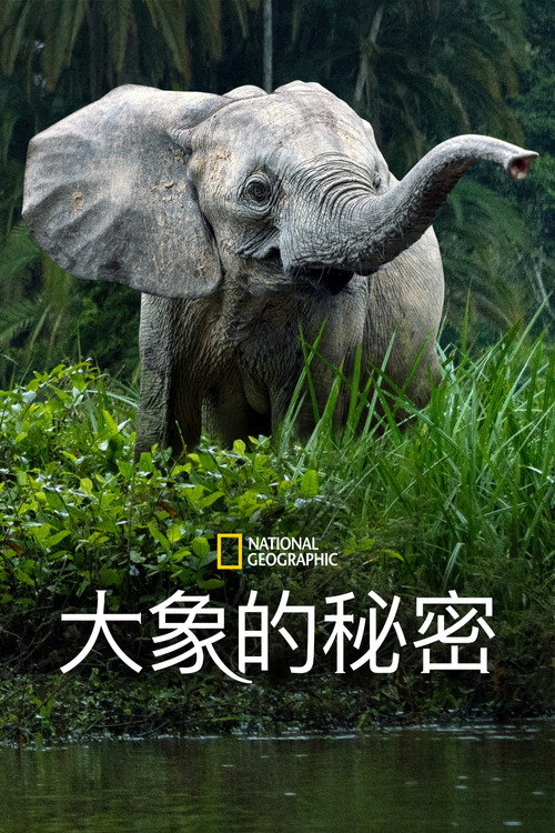 大象的秘密 (2023)